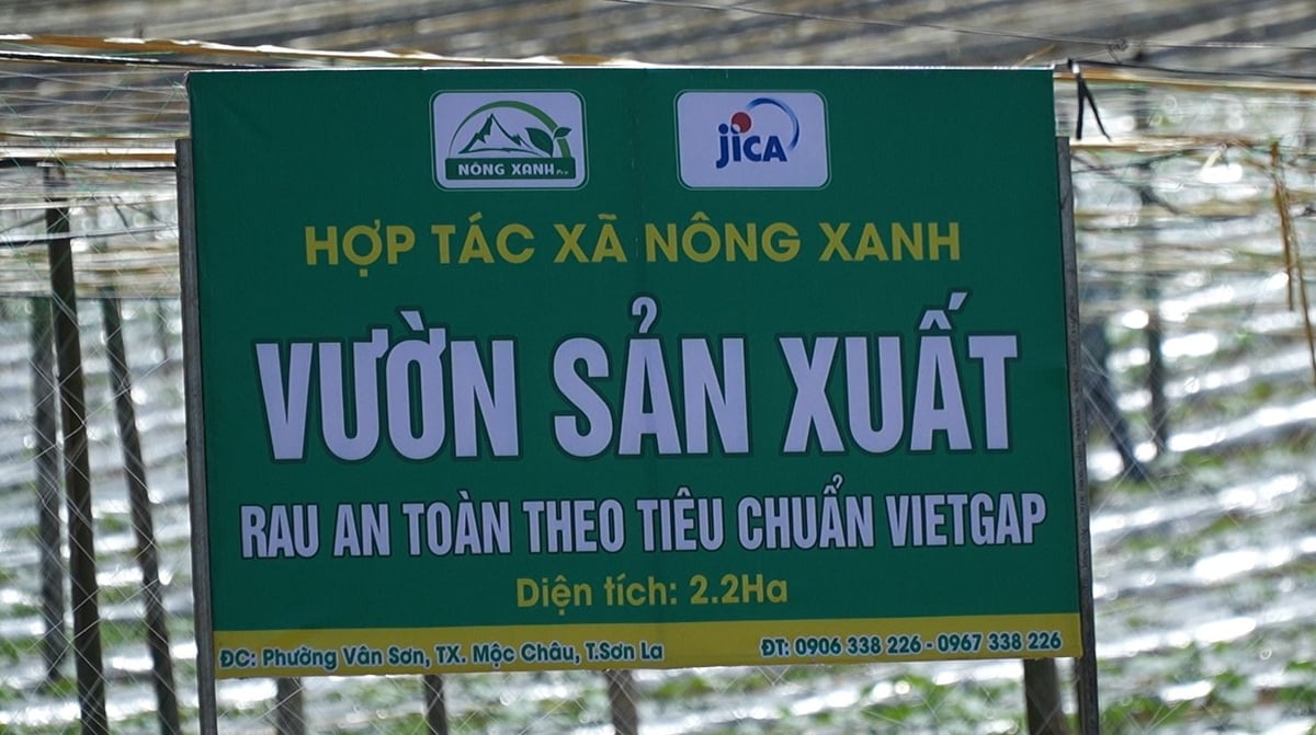Mô hình phát triển rau an toàn tại Mộc Châu do JICA hỗ trợ. Ảnh: Đức Bình. Mô hình phát triển rau an toàn tại Mộc Châu do JICA hỗ trợ. Ảnh: Đức Bình.