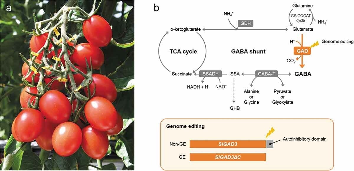 Lô hàng cà chua chỉnh sửa gen bằng CRISPR đầu tiên trên thế giới đã được đưa ra thị trường Nhật Bản vào ngày 11/12/2020. Ảnh: Ai Nagamine et al.