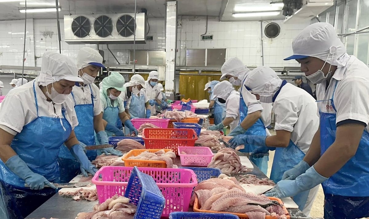 Chế biến cá tra xuất khẩu. Ảnh: Thanh Sơn. Chế biến cá tra xuất khẩu. Ảnh: Thanh Sơn.