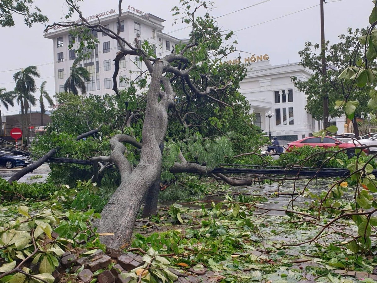 Những cây xanh gãy đổ ở các phường đô thị Nghệ An sau bão số 5. Ảnh: Đình Tiệp. Những cây xanh gãy đổ ở các phường đô thị Nghệ An sau bão số 5. Ảnh: Đình Tiệp.