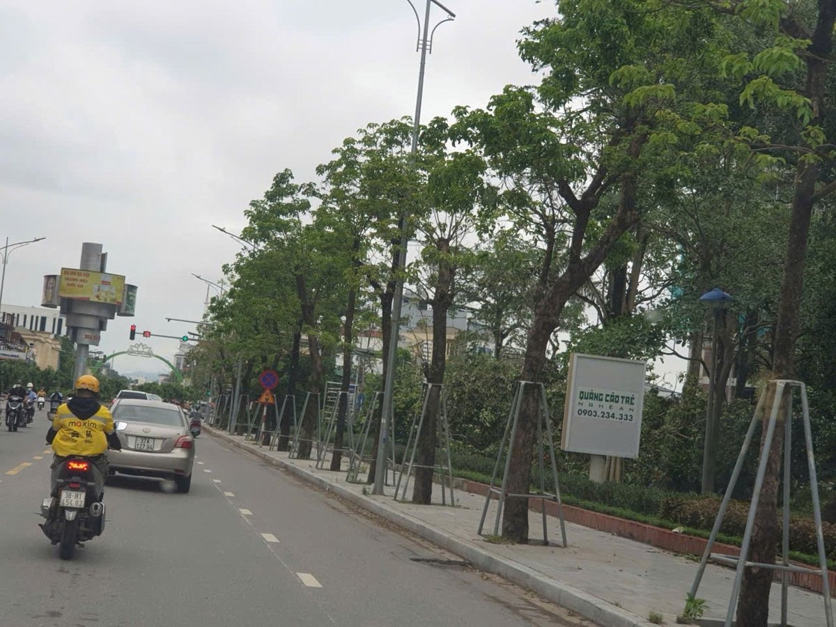 Hàng cây xanh ở một đoạn đường Minh Khai được gia cố nên không gãy đổ. Ảnh: Đình Tiệp. Hàng cây xanh ở một đoạn đường Minh Khai được gia cố nên không gãy đổ. Ảnh: Đình Tiệp.