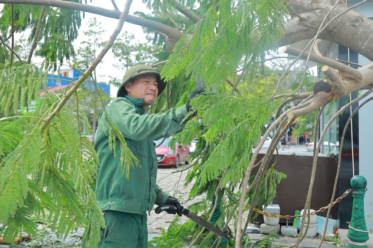 Chặt tỉa cây xanh tại quảng trường Hồ Chí Minh. Ảnh: Ngọc Linh. Chặt tỉa cây xanh tại quảng trường Hồ Chí Minh. Ảnh: Ngọc Linh.
