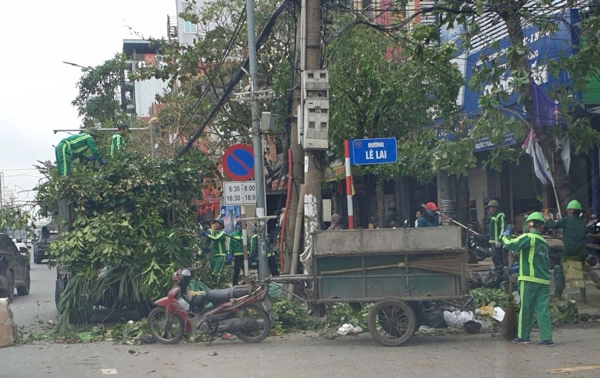 Công nhân đang dọn cây xanh bị gãy, đổ sau cơn bão số 5 tại phường Thành Vinh. Ảnh: Đình Tiệp. Công nhân đang dọn cây xanh bị gãy, đổ sau cơn bão số 5 tại phường Thành Vinh. Ảnh: Đình Tiệp.