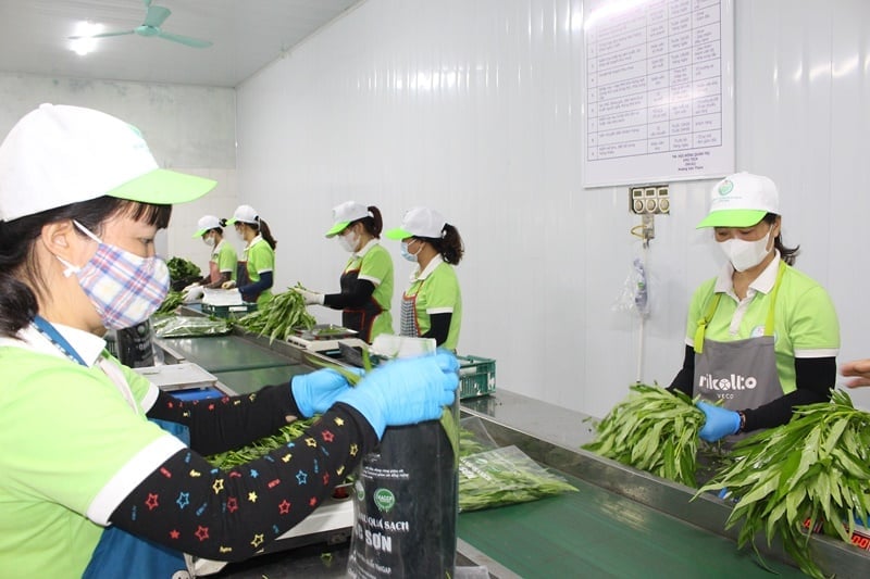Đóng gói sản phẩm tại HTX Rau quả sạch Chúc Sơn. Ảnh: Lan Oanh. Đóng gói sản phẩm tại HTX Rau quả sạch Chúc Sơn. Ảnh: Lan Oanh.