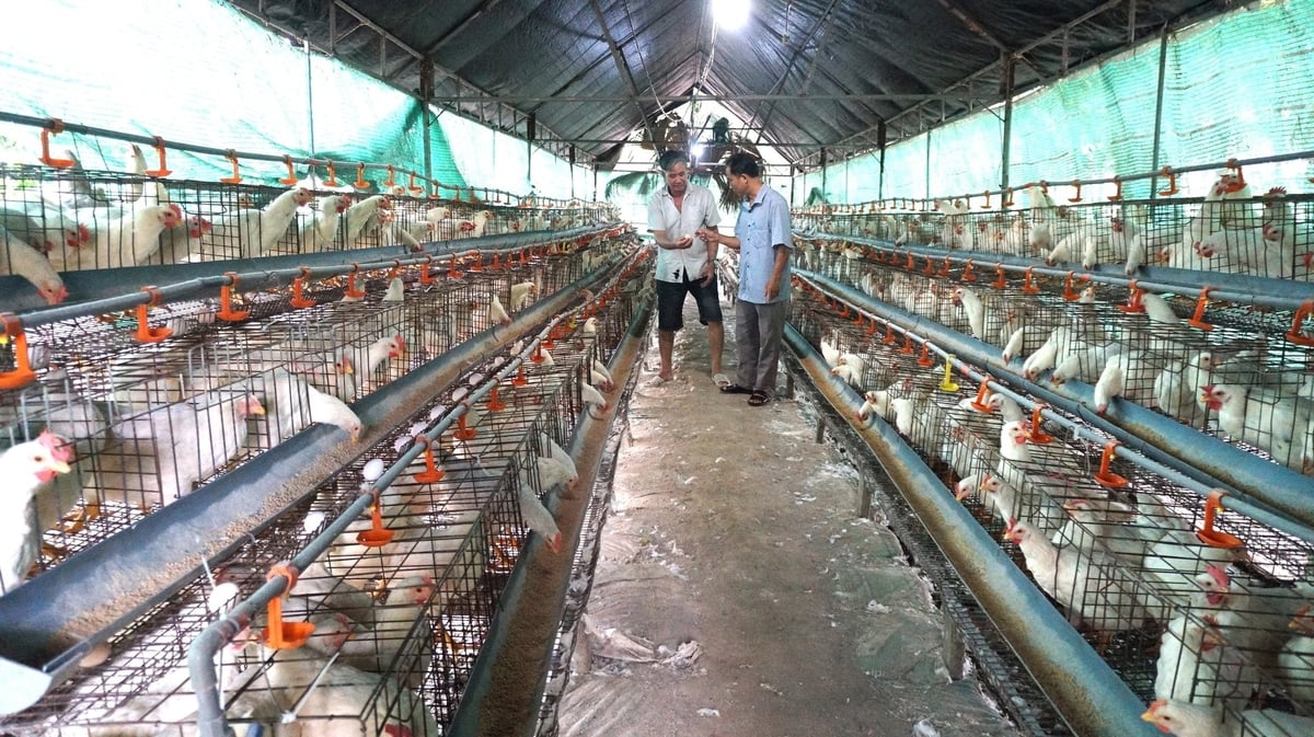 Trang trại nuôi gà Ai Cập lấy trứng của ông Quân. Ảnh: Trần Trung. Trang trại nuôi gà Ai Cập lấy trứng của ông Quân. Ảnh: Trần Trung.