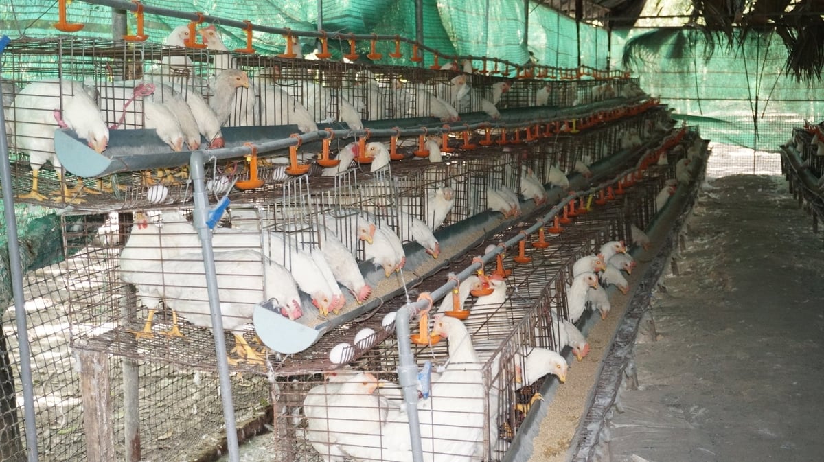 Trại gà Ai Cập lấy trứng của ông Quân được thiết kế ấm vào mùa đông, mát mẻ vào mùa hè nên đàn gà sinh trưởng phát triển tốt. Ảnh: Trần Trung. Trại gà Ai Cập lấy trứng của ông Quân được thiết kế ấm vào mùa đông, mát mẻ vào mùa hè nên đàn gà sinh trưởng phát triển tốt. Ảnh: Trần Trung.