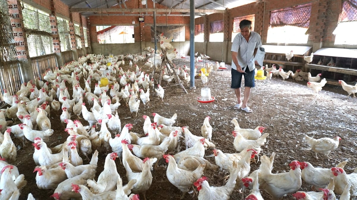 Ông Quân áp dụng các giải pháp an toàn sinh học trong chăn nuôi. Ảnh: Trần Trung. Ông Quân áp dụng các giải pháp an toàn sinh học trong chăn nuôi. Ảnh: Trần Trung.