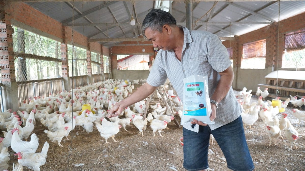 Men vi sinh được xem là giải pháp hữu hiệu, giúp hạn chế dịch bệnh, tăng chất lượng thịt và trứng gà. Ảnh: Trần Trung. Men vi sinh được xem là giải pháp hữu hiệu, giúp hạn chế dịch bệnh, tăng chất lượng thịt và trứng gà. Ảnh: Trần Trung.