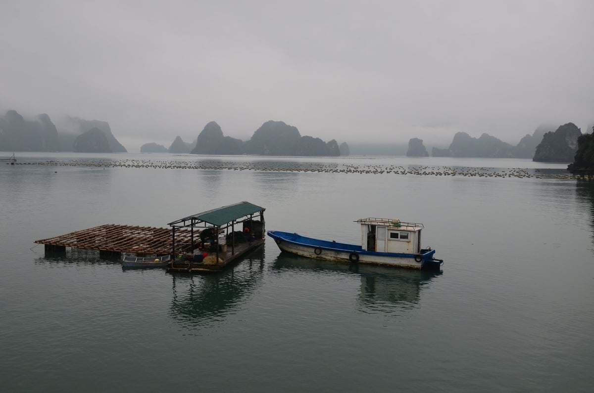Một khu nuôi nhuyễn thể ở Vân Đồn. Ảnh: Dương Đình Tường. Một khu nuôi nhuyễn thể ở Vân Đồn. Ảnh: Dương Đình Tường.