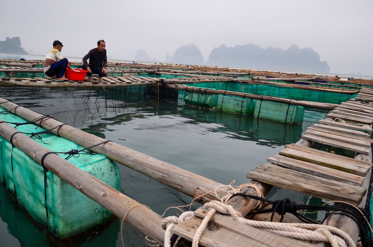 Khu vực nuôi cá của anh Nguyễn Văn Thành. Ảnh: Dương Đình Tường. Khu vực nuôi cá của anh Nguyễn Văn Thành. Ảnh: Dương Đình Tường.
