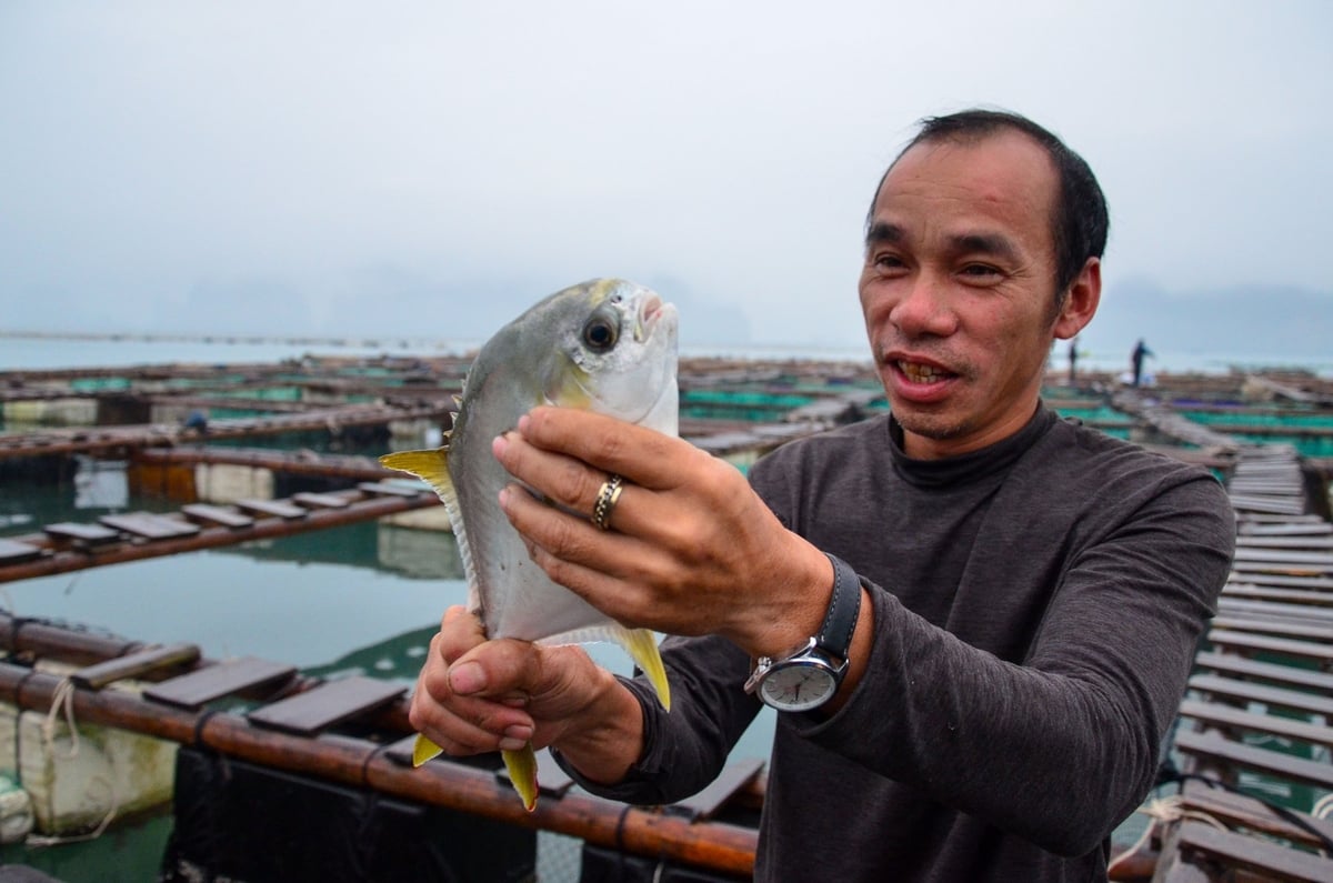 Anh Nguyễn Văn Thành kiểm tra độ lớn của cá. Ảnh: Dương Đình Tường. Anh Nguyễn Văn Thành kiểm tra độ lớn của cá. Ảnh: Dương Đình Tường.