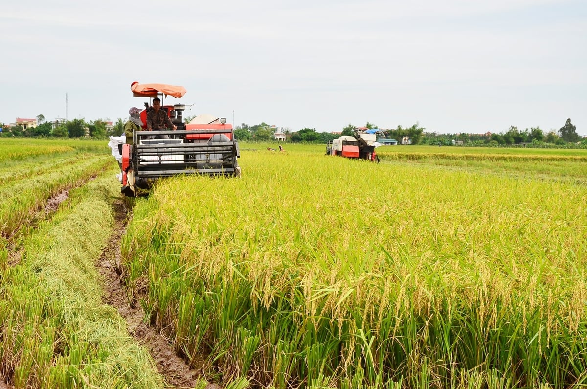Cơ giới hóa đồng bộ trong sản xuất lúa. Ảnh: Dương Đình Tường. Cơ giới hóa đồng bộ trong sản xuất lúa. Ảnh: Dương Đình Tường.