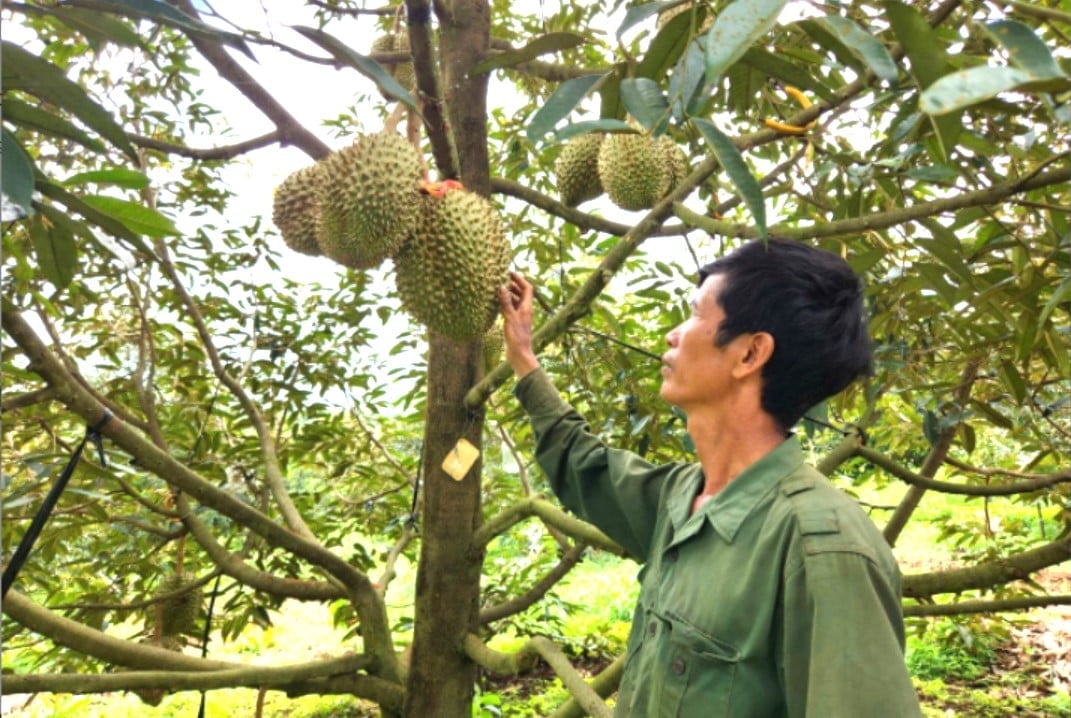 Nhiều vườn sầu riêng trồng theo hướng hữu cơ vẫn duy trì chất lượng ổn định và được thị trường đánh giá cao. Ảnh: Tuấn Anh. Nhiều vườn sầu riêng trồng theo hướng hữu cơ vẫn duy trì chất lượng ổn định và được thị trường đánh giá cao. Ảnh: Tuấn Anh.