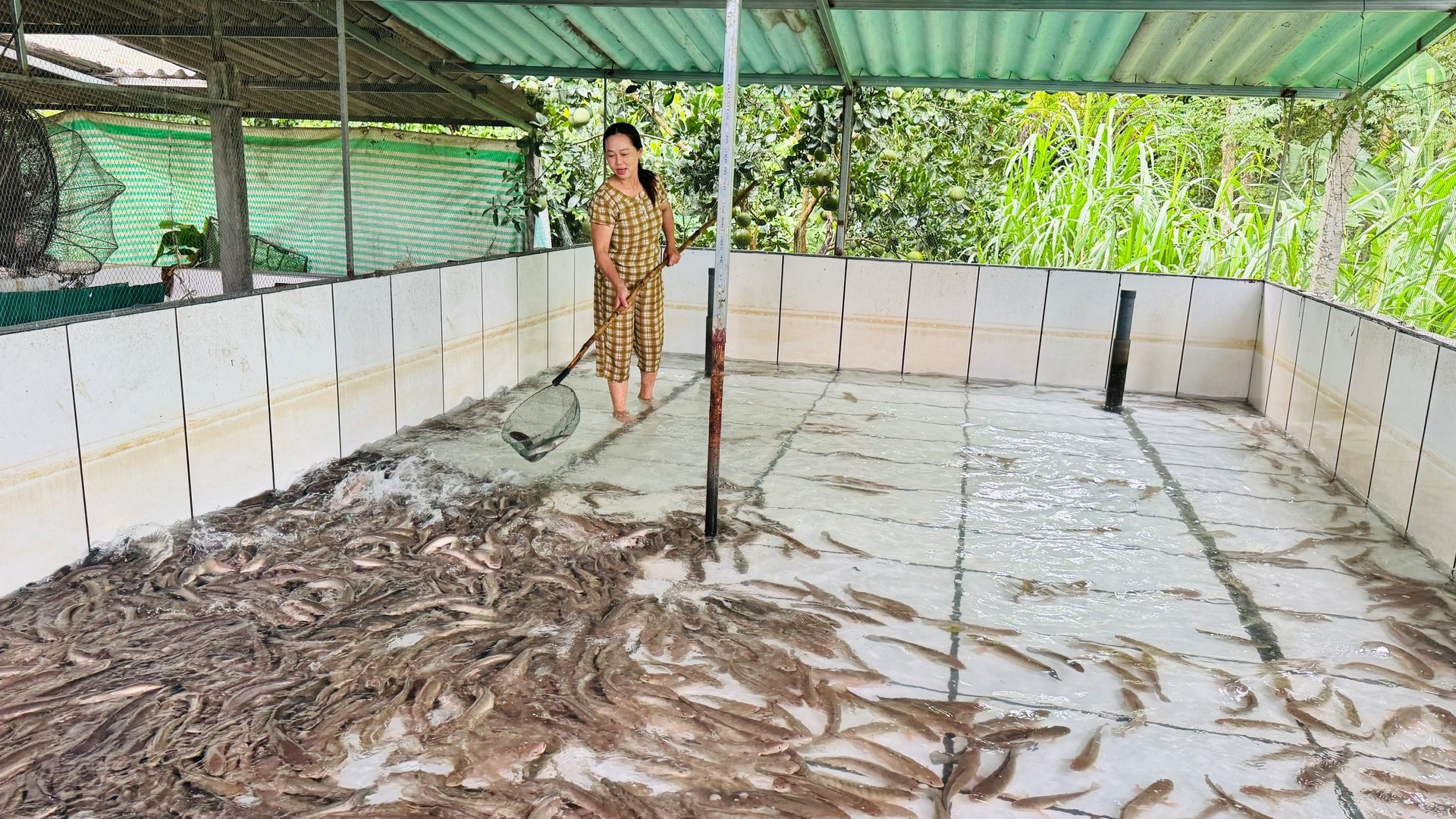 Nuôi cá lóc trong bể xi măng mang lại lợi nhuận cao nhờ quản lý tốt thức ăn và hạn chế thất thoát. Ảnh: Ánh Nguyệt. Nuôi cá lóc trong bể xi măng mang lại lợi nhuận cao nhờ quản lý tốt thức ăn và hạn chế thất thoát. Ảnh: Ánh Nguyệt.