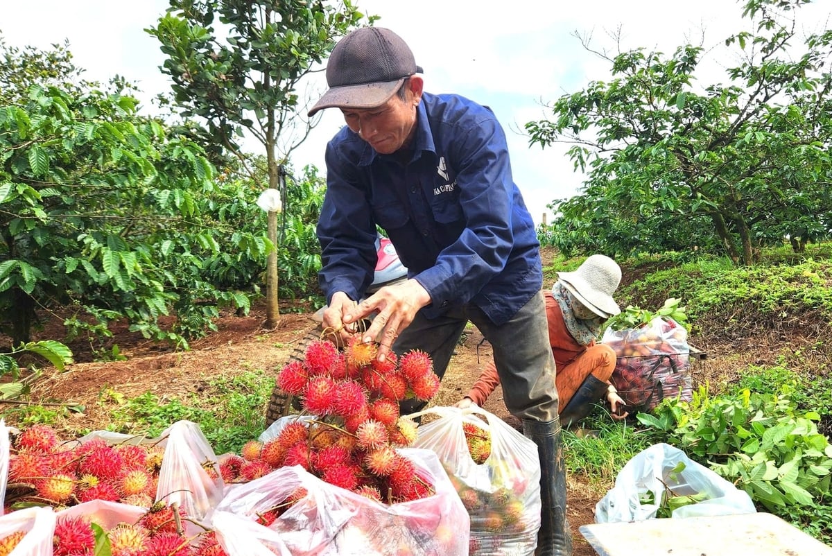 Gia đình ông Nguyễn Văn Sơn thu hoạch chôm chôm. Ảnh: Tuấn Anh. Gia đình ông Nguyễn Văn Sơn thu hoạch chôm chôm. Ảnh: Tuấn Anh.