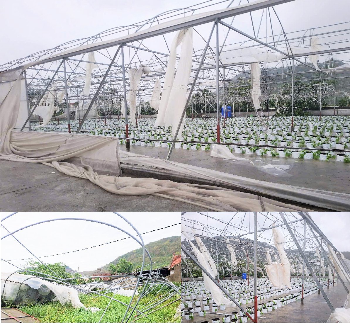 Trong đó 2.000m2 bị đổ sập khó có thể khôi phục. Ảnh: Thanh Nga. Trong đó 2.000m2 bị đổ sập khó có thể khôi phục. Ảnh: Thanh Nga.