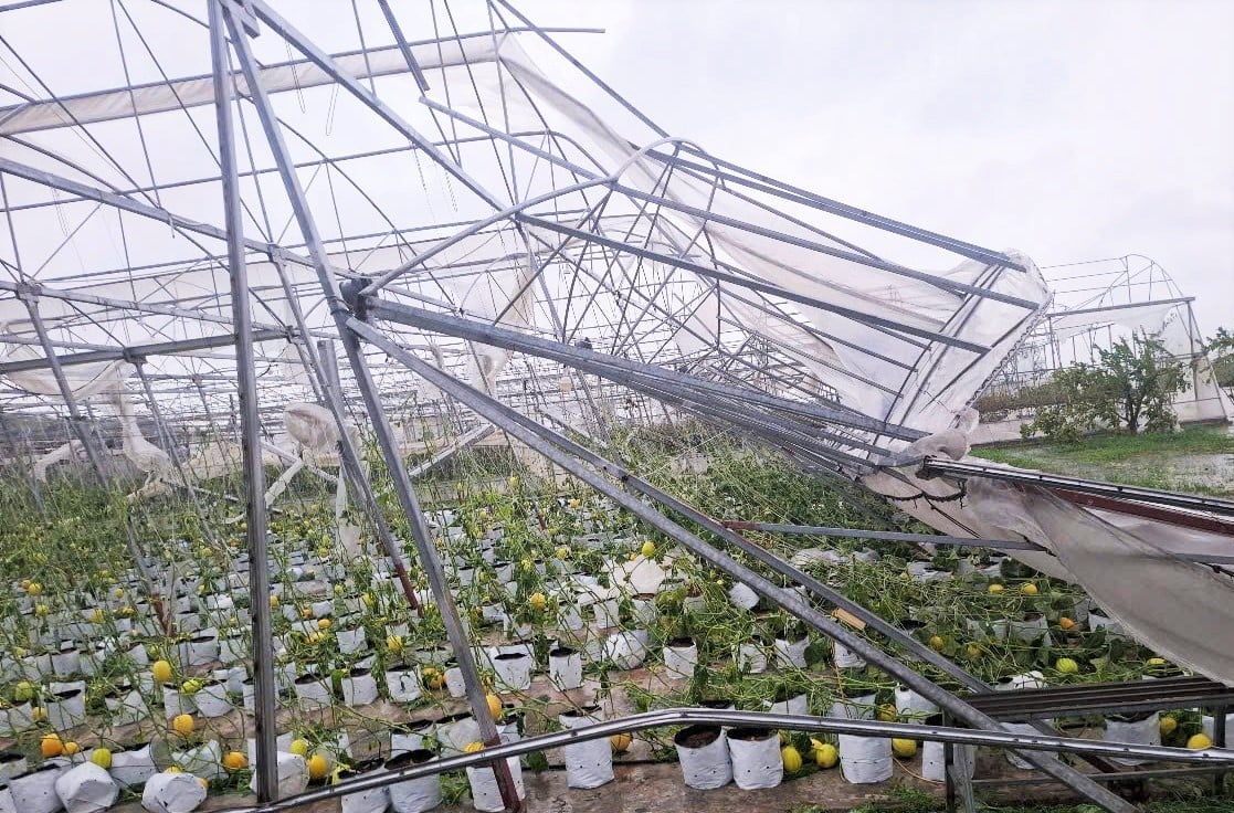 7.000m2 nhà màng của HTX Nga Hải tan hoang sau bão số 5. Ảnh: Thanh Nga. 7.000m2 nhà màng của HTX Nga Hải tan hoang sau bão số 5. Ảnh: Thanh Nga.