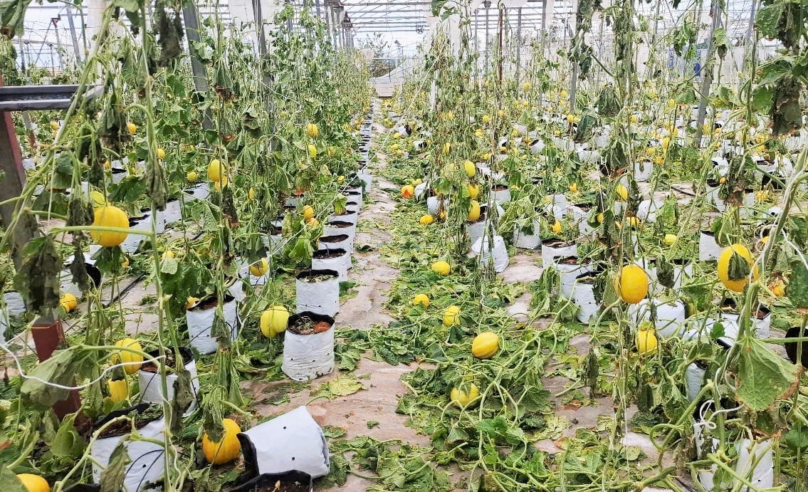 Khoảng 5 tấn dưa lưới hữu cơ sắp cho thu hoạch bị hư hỏng. Ảnh: Thanh Nga. Khoảng 5 tấn dưa lưới hữu cơ sắp cho thu hoạch bị hư hỏng. Ảnh: Thanh Nga.