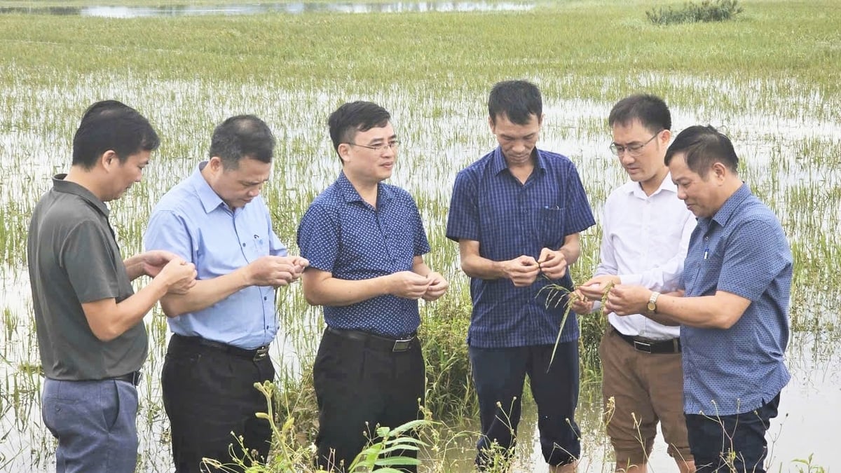 Sáng 27/8, lãnh đạo Cục Trồng trọt và BVTV, Trung tâm Trồng trọt và BVTV vùng khu IV 4, Sở NN-MT Hà Tĩnh đi kiểm tra, đánh giá thiệt hại sau bão nhằm bổ cứu công tác cứu lúa hè thu sắp cho thu hoạch. Ảnh: Thanh Nga. Sáng 27/8, lãnh đạo Cục Trồng trọt và BVTV, Trung tâm Trồng trọt và BVTV vùng khu IV 4, Sở NN-MT Hà Tĩnh đi kiểm tra, đánh giá thiệt hại sau bão nhằm bổ cứu công tác cứu lúa hè thu sắp cho thu hoạch. Ảnh: Thanh Nga.