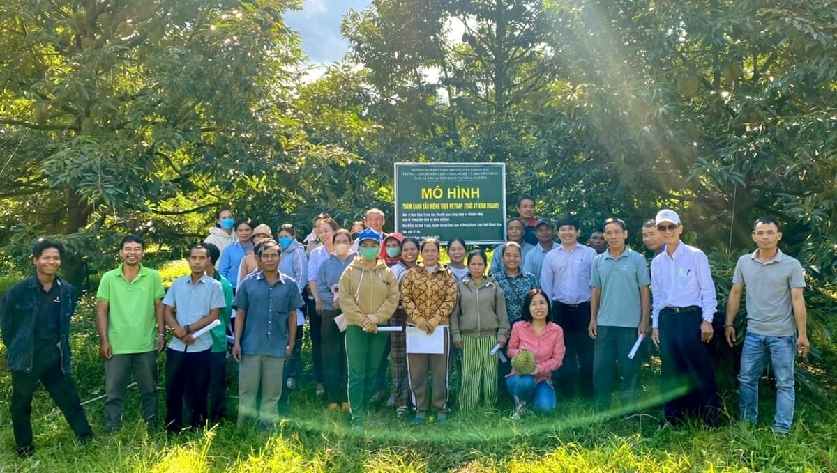Trung tâm Dịch vụ nông nghiệp Khánh Hòa triển khai mô hình thâm canh sầu riêng theo tiêu chuẩn VietGAP tại Khánh Sơn. Ảnh: Kim Sơ. Trung tâm Dịch vụ nông nghiệp Khánh Hòa triển khai mô hình thâm canh sầu riêng theo tiêu chuẩn VietGAP tại Khánh Sơn. Ảnh: Kim Sơ.