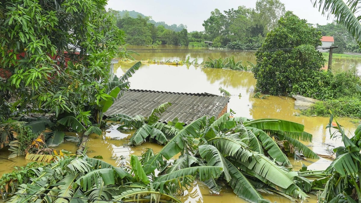 Nhiều nhà dân chìm trong nước lũ. Ảnh: Thanh Tâm. Nhiều nhà dân chìm trong nước lũ. Ảnh: Thanh Tâm.