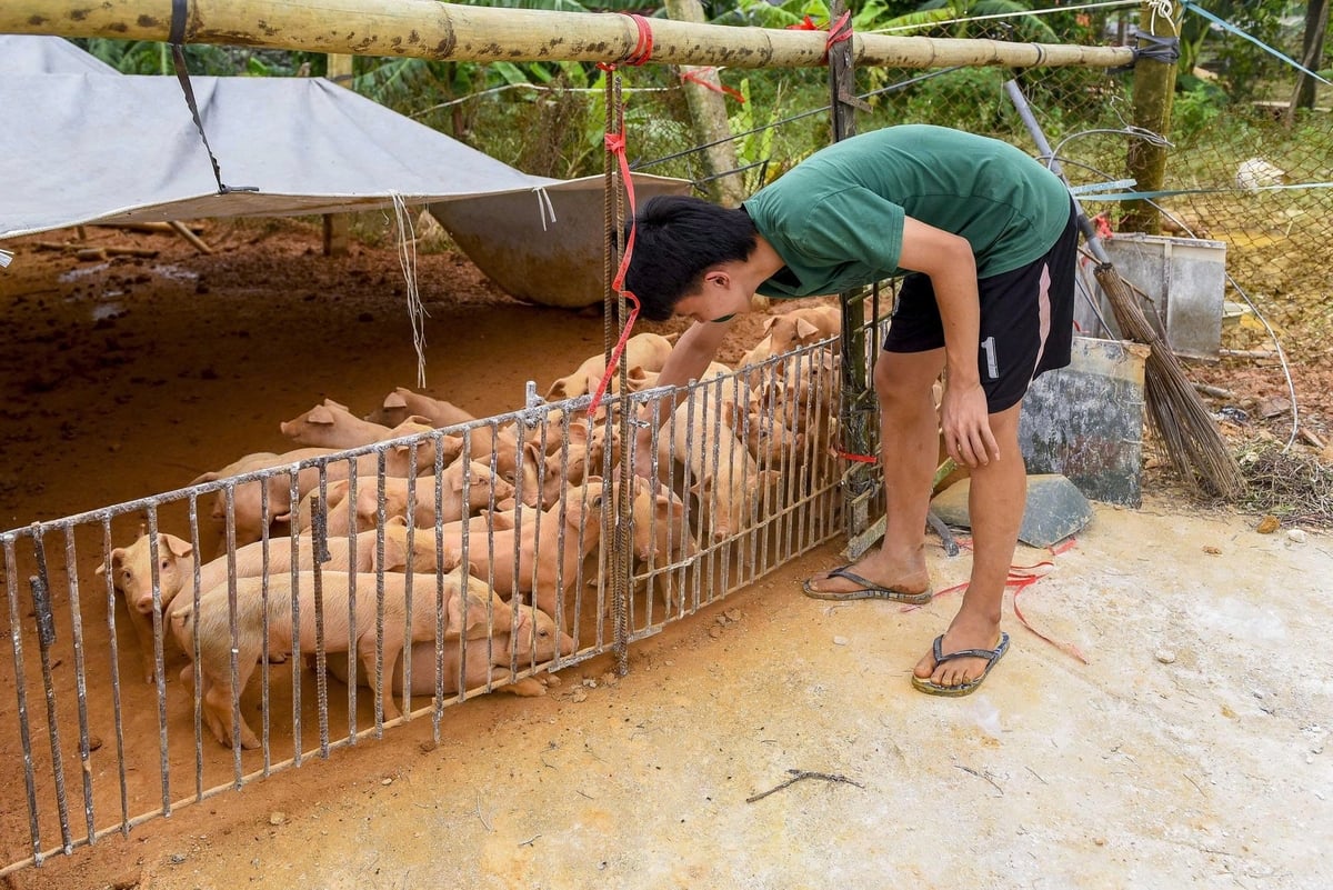 Vật nuôi được người dân di dời lên đê để tránh ngập. Ảnh: Thanh Tâm. Vật nuôi được người dân di dời lên đê để tránh ngập. Ảnh: Thanh Tâm.