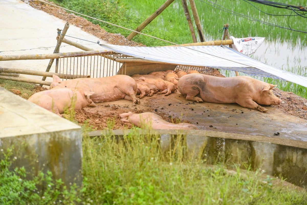 Vật nuôi được người dân di dời lên đê để tránh ngập. Ảnh: Thanh Tâm. Vật nuôi được người dân di dời lên đê để tránh ngập. Ảnh: Thanh Tâm.