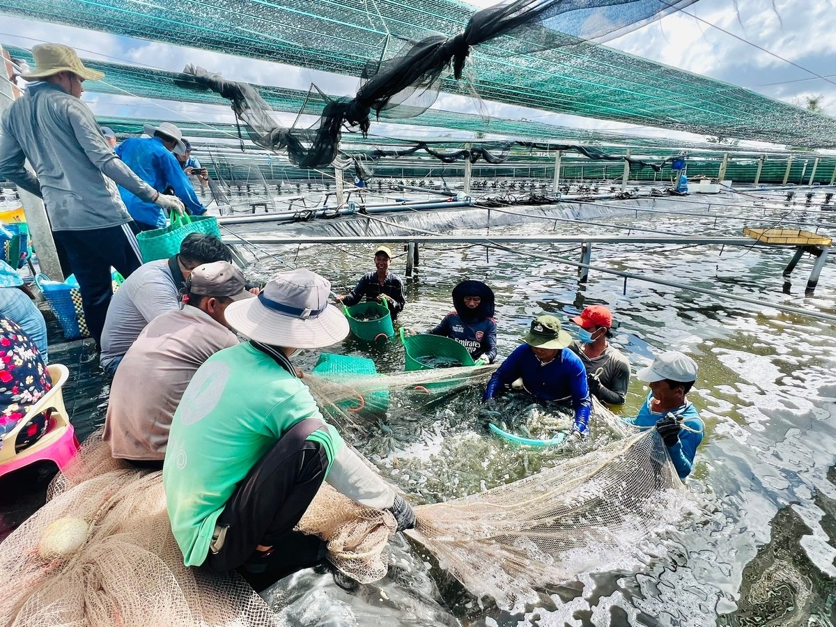 Cà Mau trở thành 'thủ phủ tôm' của cả nước, với kim ngạch xuất khẩu thủy sản bình quân trên 2,5 tỷ USD/năm, chiếm tỷ trọng lớn trong tổng kim ngạch xuất khẩu cả nước. Ảnh: Trọng Linh. Cà Mau trở thành 'thủ phủ tôm' của cả nước, với kim ngạch xuất khẩu thủy sản bình quân trên 2,5 tỷ USD/năm, chiếm tỷ trọng lớn trong tổng kim ngạch xuất khẩu cả nước. Ảnh: Trọng Linh.