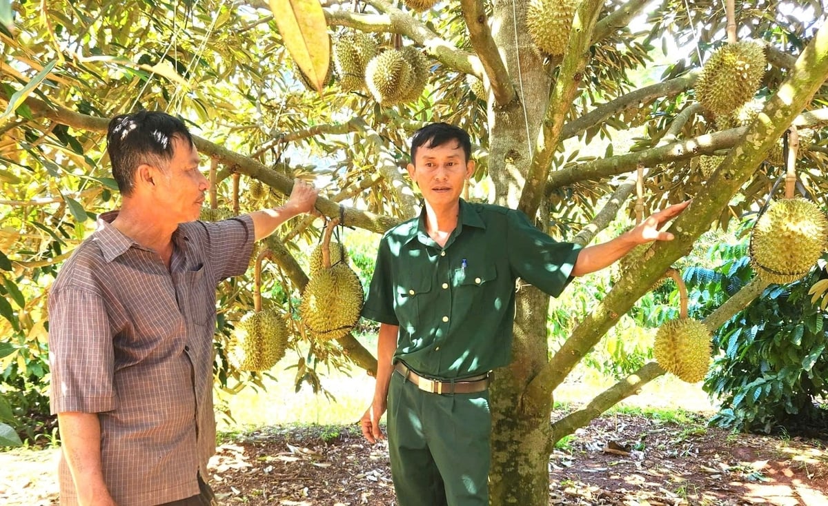 Nhiều vườn sầu riêng đang cho thu hoạch ở khu vực phía Tây tỉnh Gia Lai. Ảnh: Tuấn Anh. Nhiều vườn sầu riêng đang cho thu hoạch ở khu vực phía Tây tỉnh Gia Lai. Ảnh: Tuấn Anh.