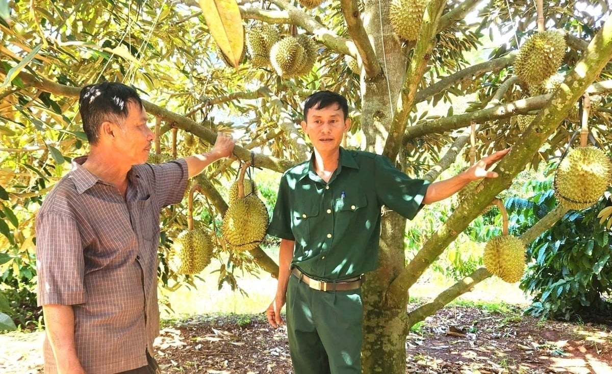 Many durian orchards are now being harvested in the western region of Gia Lai province. Photo: Tuan Anh.