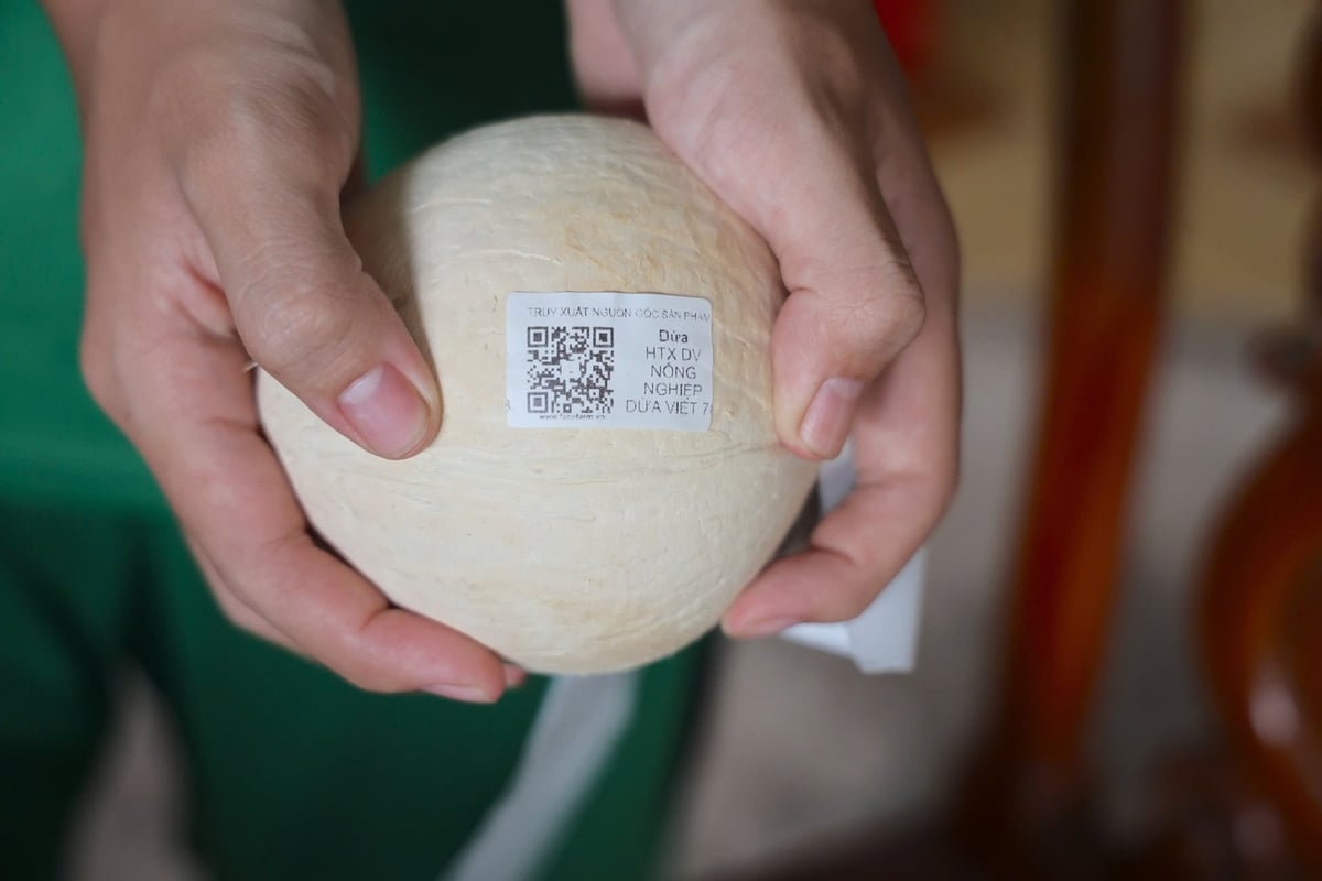 Gắn mã QR cho dừa không phải là mới, nhưng đó là bước ngoặt từ sản xuất nhỏ lẻ sang tư duy xây dựng thương hiệu. Ảnh: Trần Trung.