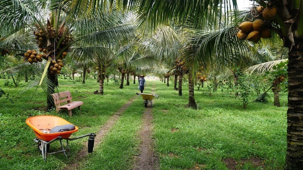 The organic coconut garden of Vietnamese Coconut 78 Agricultural Service Cooperative. Photo: Tran Trung