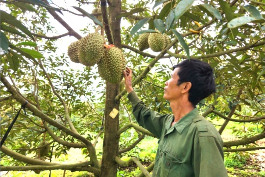 Many organic durian orchards have maintained stable quality and are highly valued in the market. Photo: Tuan Anh.
