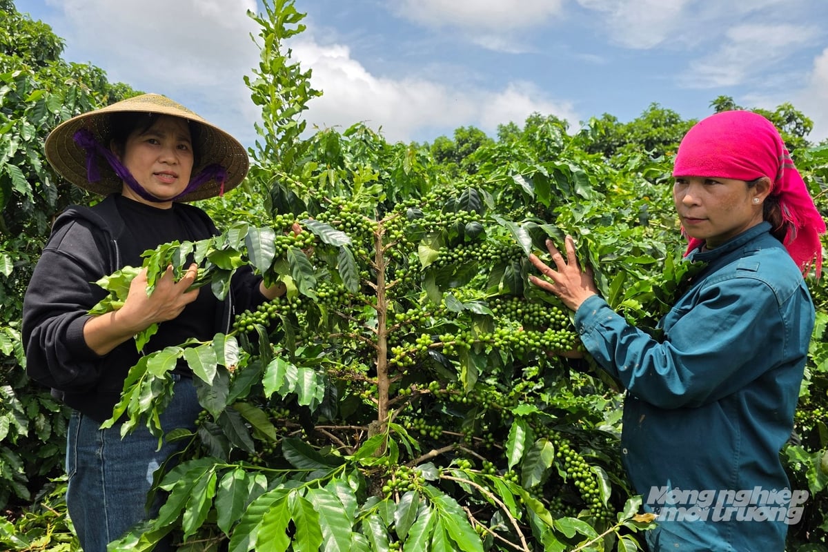 Trồng cà phê không gây mất rừng đang là xu hướng thịnh hành tại các xã phía Tây Nam tỉnh Quảng Trị. Ảnh: Võ Dũng. Trồng cà phê không gây mất rừng đang là xu hướng thịnh hành tại các xã phía Tây Nam tỉnh Quảng Trị. Ảnh: Võ Dũng.