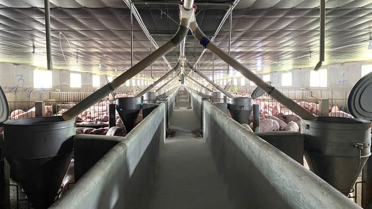 Một góc bên trong khu vực chăn nuôi của trang trại heo Thiên Vân. Ảnh: Trần Trung. Một góc bên trong khu vực chăn nuôi của trang trại heo Thiên Vân. Ảnh: Trần Trung.