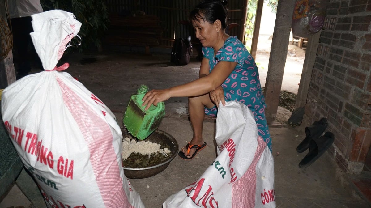 Ngoài lá sắn, gia đình ông Thành bổ sung bã đậu nành, nâng cao hàm lượng dinh dưỡng. Ảnh: Trần Trung. Ngoài lá sắn, gia đình ông Thành bổ sung bã đậu nành, nâng cao hàm lượng dinh dưỡng. Ảnh: Trần Trung.