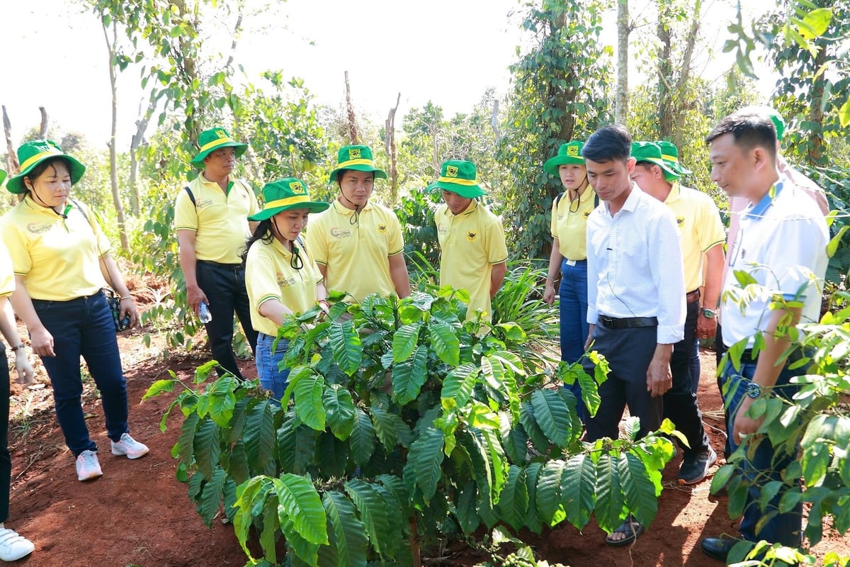 Chương trình Canh tác cà phê thông minh góp phần thực hiện chiến lược xanh hóa và giảm phát thải khí nhà kính của Bình Điền, hướng tới nền nông nghiệp bền vững. Ảnh: Văn Bộ. Chương trình Canh tác cà phê thông minh góp phần thực hiện chiến lược xanh hóa và giảm phát thải khí nhà kính của Bình Điền, hướng tới nền nông nghiệp bền vững. Ảnh: Văn Bộ.