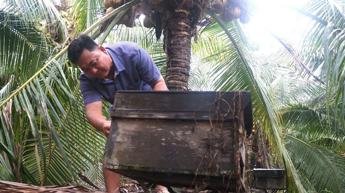 The Vietnamese Coconut 78 Agricultural Service Cooperative raises honeybees to pollinate coconut trees and prevent harmful pests. Photo: Tran Trung.