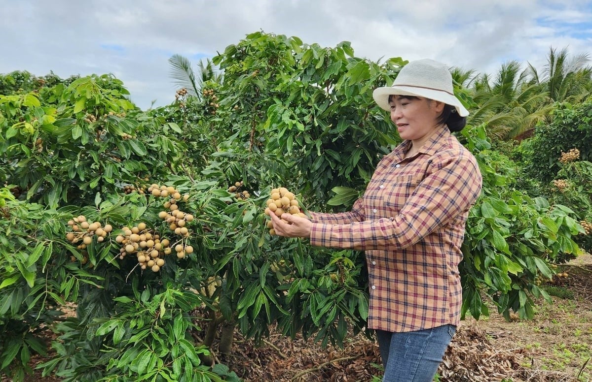 Longans grown in Kong Chro are highly valued for their quality. Photo: Tuan Anh.