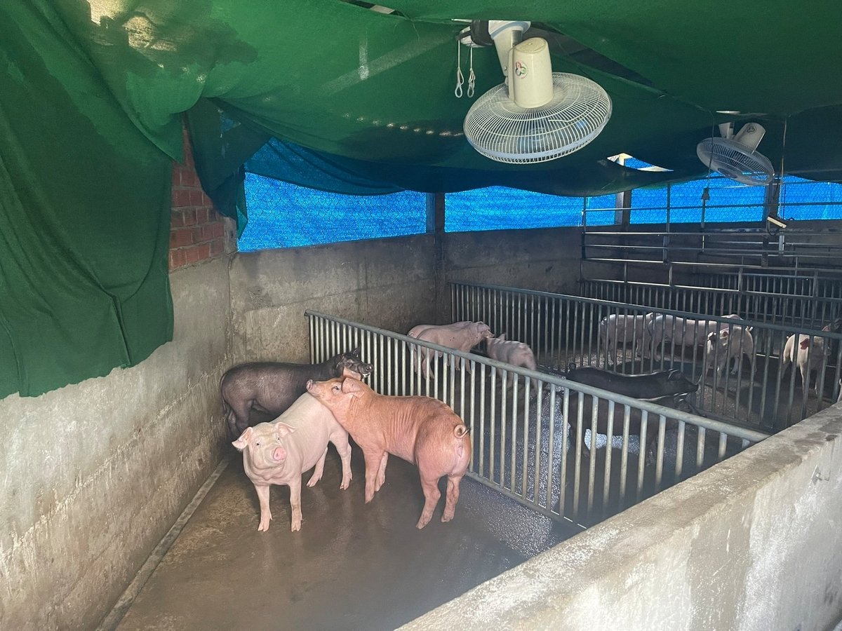 Ngành chức năng khuyến cáo người dân không nên tái đàn ồ ạt và chỉ tái đàn khi đảm bảo an toàn. Ảnh: Võ Hà. Ngành chức năng khuyến cáo người dân không nên tái đàn ồ ạt và chỉ tái đàn khi đảm bảo an toàn. Ảnh: Võ Hà.