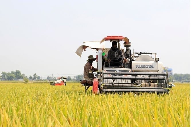 The 'ten years, nine droughts' areas of Hai Duong and Hung Yen, as well as the flood-prone zone of Nam Ha in the Red River Delta, have been awakened by the water supplied from the irrigation system, transforming them into fertile agricultural production regions.