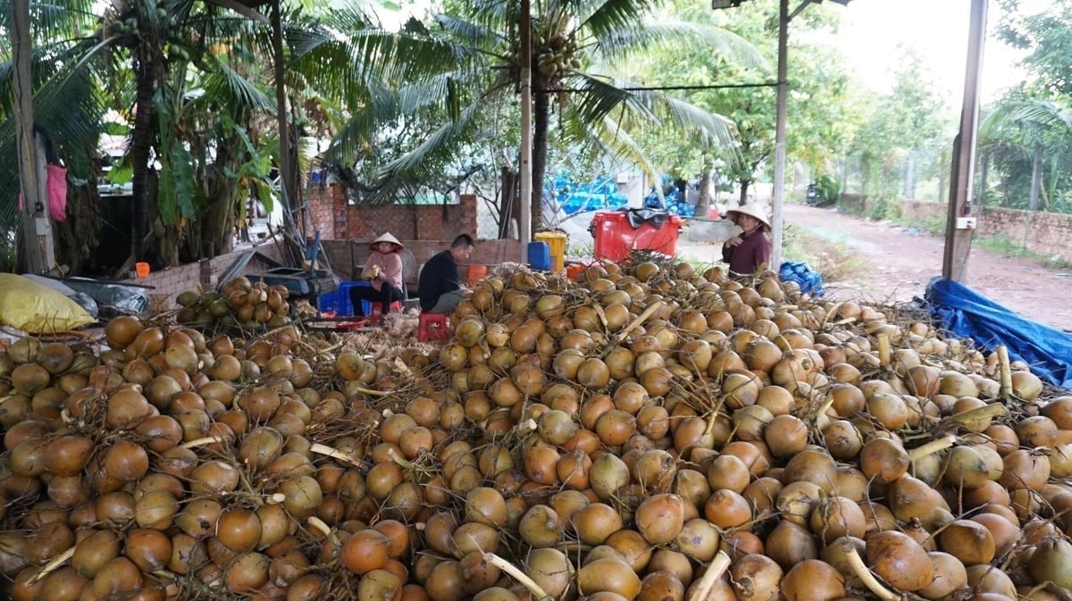 Vietnamese Coconut 78 Agricultural Service Cooperative guarantees product purchases for local coconut growers. Photo: Tran Trung.
