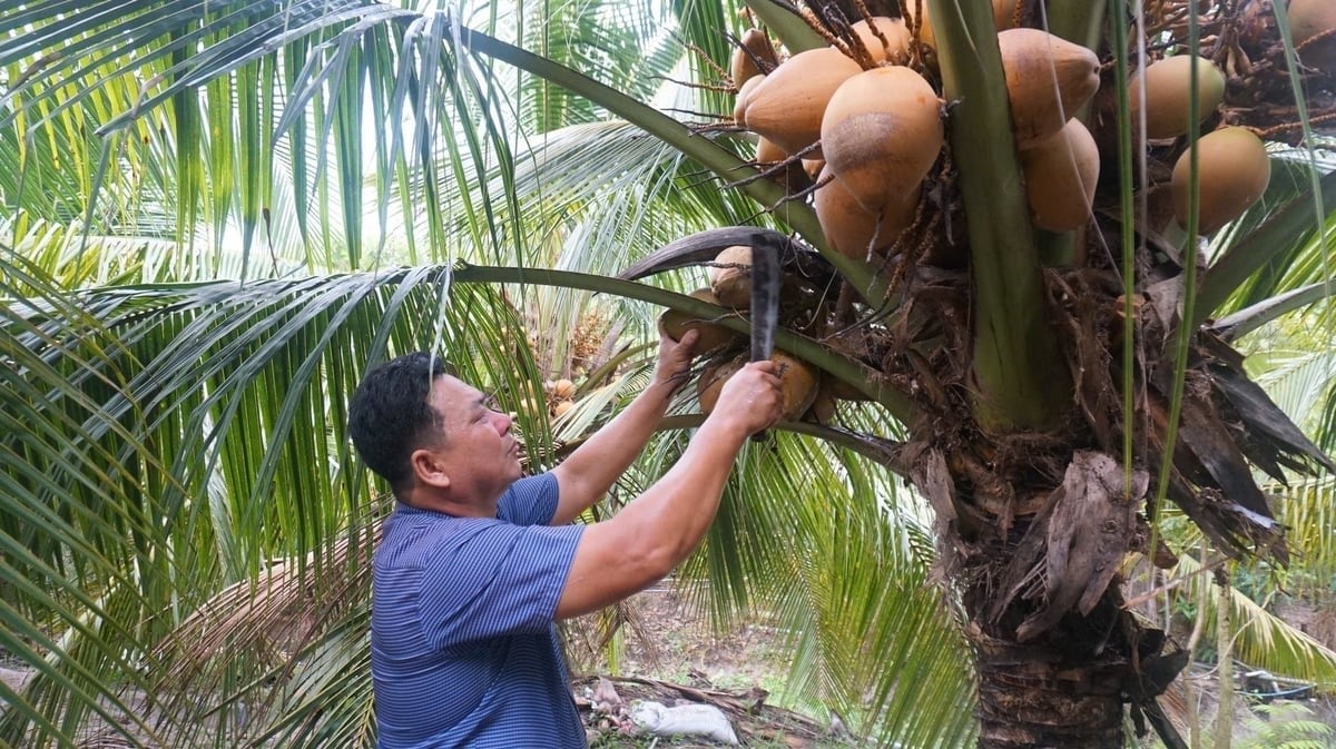 Members of the Vietnamese Coconut 78 Agricultural Service Cooperative feel secure in production thanks to technical support and product consumption guarantees. Photo: Tran Trung.