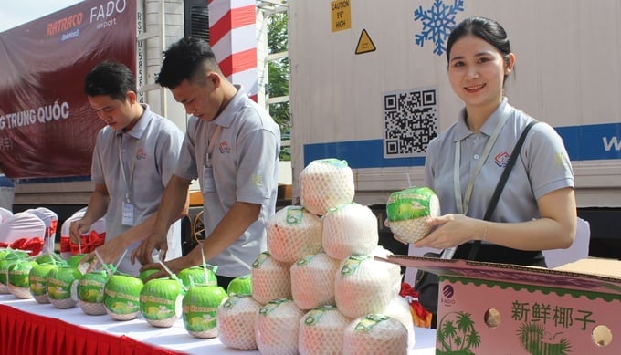 Doanh nghiệp chuẩn bị dừa tươi xuất khẩu sang Trung Quốc. Ảnh: Trần Trung.