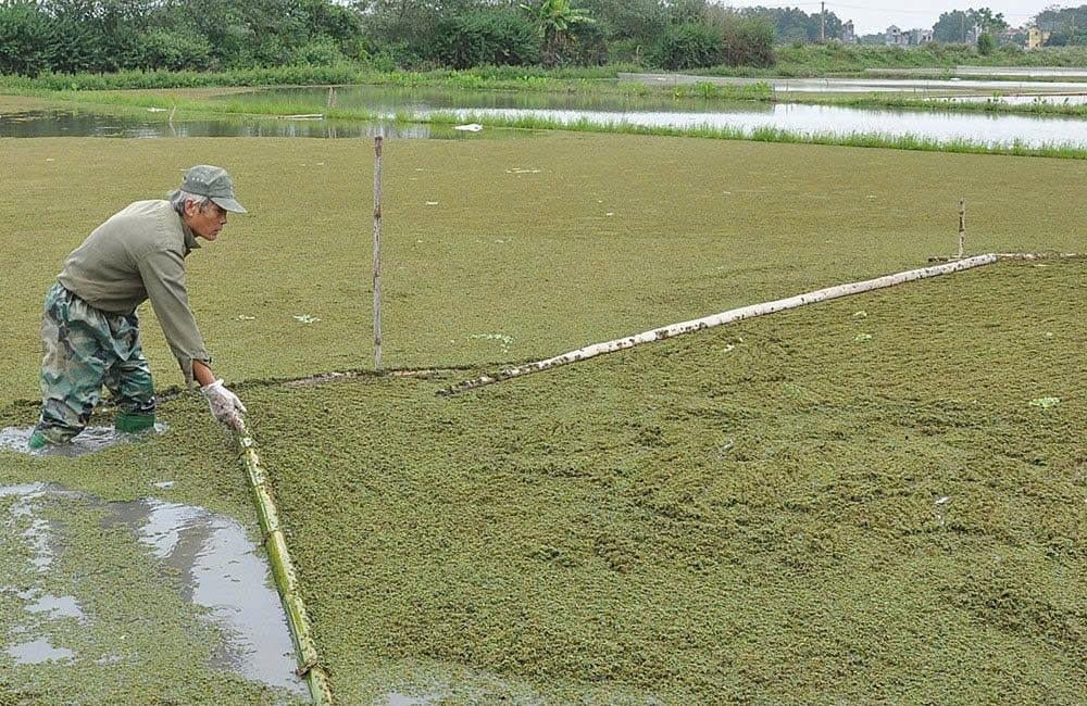 Hiện nay bèo hoa dâu đang được một số nơi nhân nuôi trở lại trên đồng ruộng. Hiện nay bèo hoa dâu đang được một số nơi nhân nuôi trở lại trên đồng ruộng.