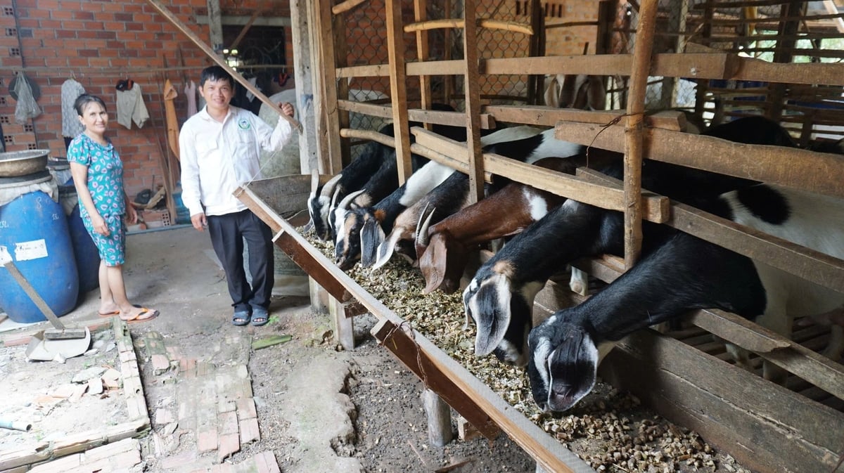 Đàn dê sinh trưởng phát triển nhanh từ nguồn thức ăn ủ chua. Ảnh: Trần Trung. Đàn dê sinh trưởng phát triển nhanh từ nguồn thức ăn ủ chua. Ảnh: Trần Trung.