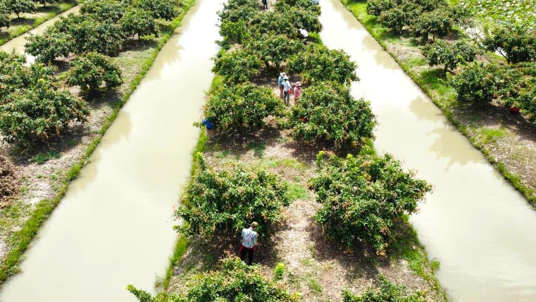 Tại vùng trồng của HTX Trạng Tí Garden ở xã Thới Hưng (TP Cần Thơ), thanh nhãn được trồng đạt tiêu chuẩn Global GAP, quy mô 20 ha, với 6 thành viên tham gia. HTX đã xây dựng được 2 mã số vùng trồng, phục vụ xuất khẩu sang các thị trường Hoa Kỳ, Úc, EU, Trung Quốc. Tại vùng trồng của HTX Trạng Tí Garden ở xã Thới Hưng (TP Cần Thơ), thanh nhãn được trồng đạt tiêu chuẩn Global GAP, quy mô 20 ha, với 6 thành viên tham gia. HTX đã xây dựng được 2 mã số vùng trồng, phục vụ xuất khẩu sang các thị trường Hoa Kỳ, Úc, EU, Trung Quốc.