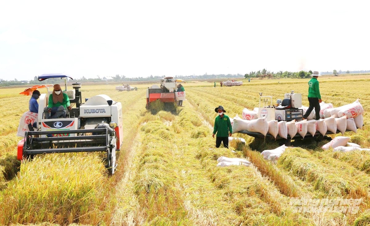 Đồng bộ cơ giới hóa trong sản xuất lúa giúp nông dân Đồng Tháp giảm sức lao động, nâng cao năng suất và hiệu quả kinh tế. Ảnh: Lê Hoàng Vũ. Đồng bộ cơ giới hóa trong sản xuất lúa giúp nông dân Đồng Tháp giảm sức lao động, nâng cao năng suất và hiệu quả kinh tế. Ảnh: Lê Hoàng Vũ.