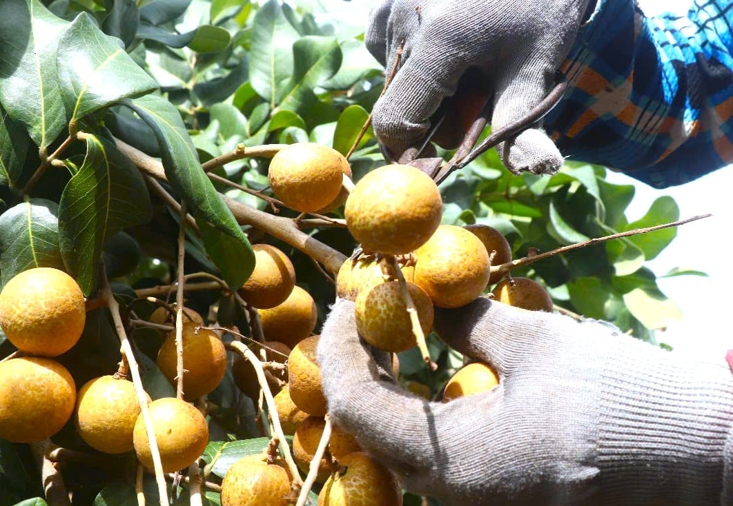 Phương pháp thu hoạch thanh nhãn xuất khẩu khá kỳ công. Nông dân phải sử dụng kéo cắt tỉa từng trái, không hái nguyên chùm. Đặc biệt, trái sau khi cắt phải còn giữ lại phần cuống – đây là bộ phận quan trọng để xác định thanh nhãn còn tươi và được hái trực tiếp từ cây. Nếu cuống bị rụng đồng nghĩa sản phẩm không đảm bảo vệ sinh an toàn thực phẩm, khi bị phát hiện, nguyên container hàng sẽ bị trả về. Hiện chi phí nhân công thu hoạch thanh nhãn xuất khẩu dao động từ 7.000 – 8.000 đồng/kg. Phương pháp thu hoạch thanh nhãn xuất khẩu khá kỳ công. Nông dân phải sử dụng kéo cắt tỉa từng trái, không hái nguyên chùm. Đặc biệt, trái sau khi cắt phải còn giữ lại phần cuống – đây là bộ phận quan trọng để xác định thanh nhãn còn tươi và được hái trực tiếp từ cây. Nếu cuống bị rụng đồng nghĩa sản phẩm không đảm bảo vệ sinh an toàn thực phẩm, khi bị phát hiện, nguyên container hàng sẽ bị trả về. Hiện chi phí nhân công thu hoạch thanh nhãn xuất khẩu dao động từ 7.000 – 8.000 đồng/kg.