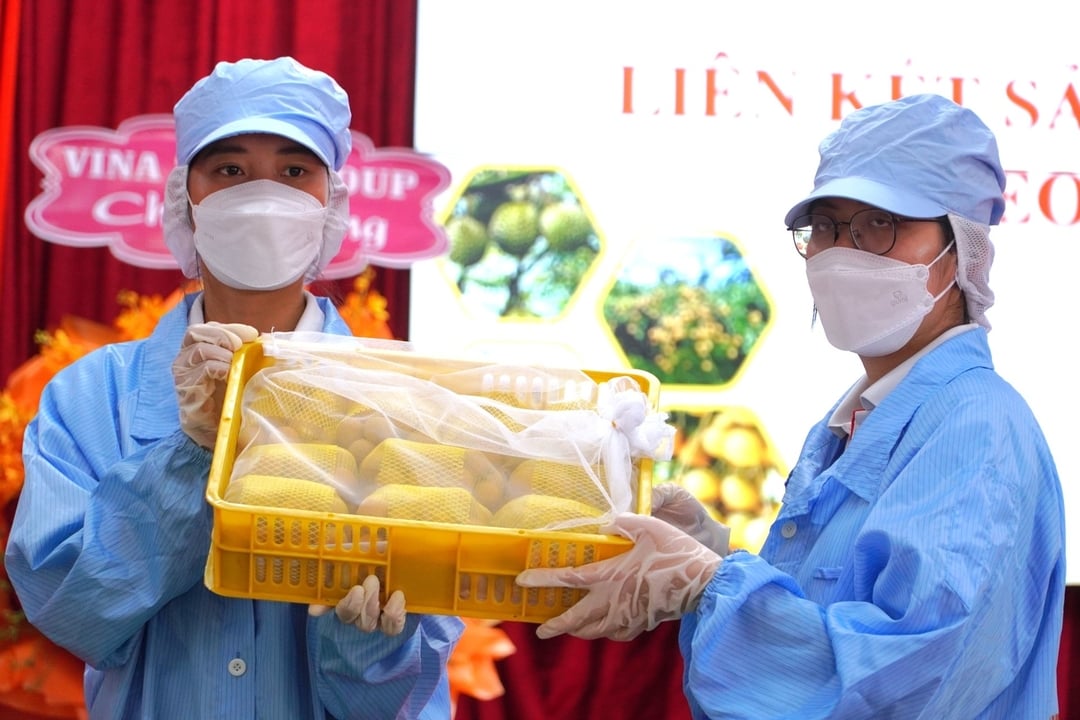 Nhãn sau khi đóng gói tiếp tục được cho vào rổ nhựa, trọng lượng 5 kg/rổ và được bao thêm lớp lưới màu trắng để đảm bảo côn trùng không xâm nhập vào bên trong. Nhãn sau khi đóng gói tiếp tục được cho vào rổ nhựa, trọng lượng 5 kg/rổ và được bao thêm lớp lưới màu trắng để đảm bảo côn trùng không xâm nhập vào bên trong.